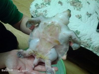 猪鼻龟应该怎么养：猪鼻龟怎么养饲养猪鼻龟的5大注意事项,猪鼻龟怎么养 猪鼻龟百科 第5张