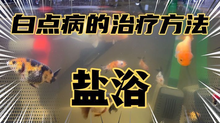 20厘米的金龙鱼吃多少粒饲料合适：金龙鱼一天能吃多少粒饲料合适金龙鱼的饲料粒径