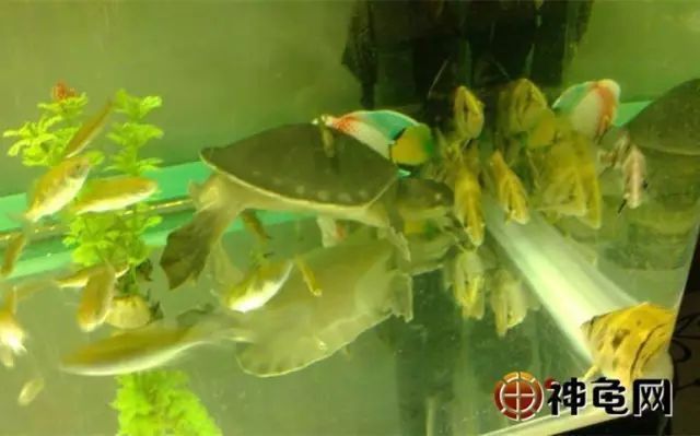 猪鼻龟性格温顺吗图片：猪鼻龟如何区分公母 猪鼻龟百科 第8张