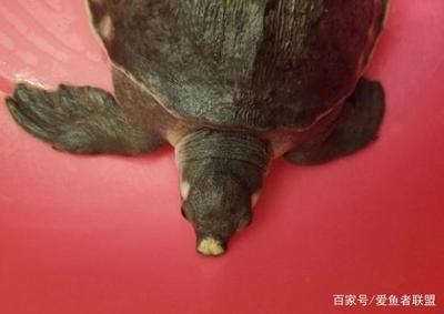 猪鼻龟腐鼻怎么治：猪鼻龟烂甲腐皮怎么治 猪鼻龟百科 第4张