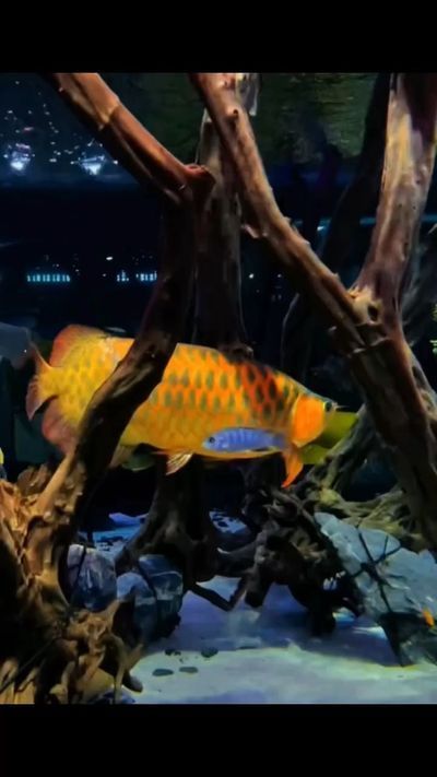 张家界水族批发市场：张家界哪里有卖海鲜的？ 全国观赏鱼市场 第8张