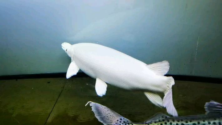 甘南州观赏鱼批发市场：甘南州水族批发市场