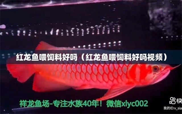 红龙鱼喂饲料好还是喂虾好一点：红龙鱼天然食物清单,红龙鱼营养需求详解,虾段与整虾喂养对比 龙鱼百科 第5张