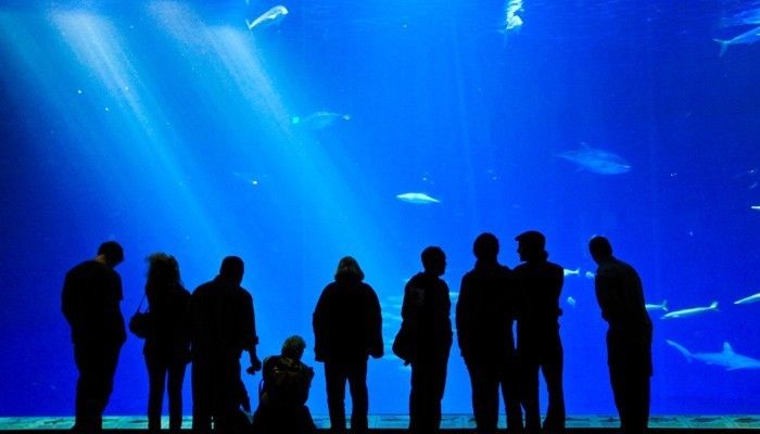 世界水族馆排名榜：世界水族馆排名榜显示了全球各地各地最著名的水族馆 水族馆百科（水族馆加盟） 第5张