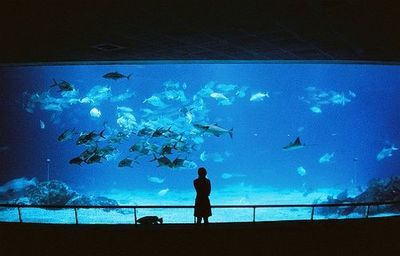 开水族馆靠什么挣钱贴吧：开水族馆的盈利模式