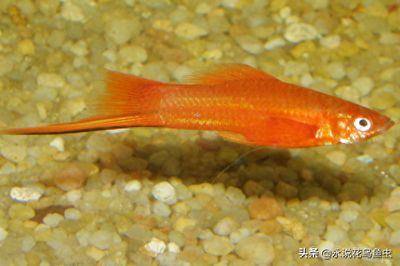 20厘米龙鱼喂什么食物：20厘米长的龙鱼是否吃饱了， 水族问答