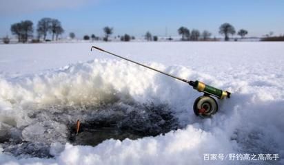 20厘米银龙鱼吃什么：银龙鱼吃什么食物？ 水族问答