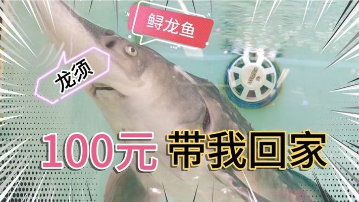 水族馆买鱼吗：水族馆购买红龙鱼注意事项