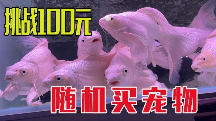 水族馆买鱼吗：水族馆购买红龙鱼注意事项