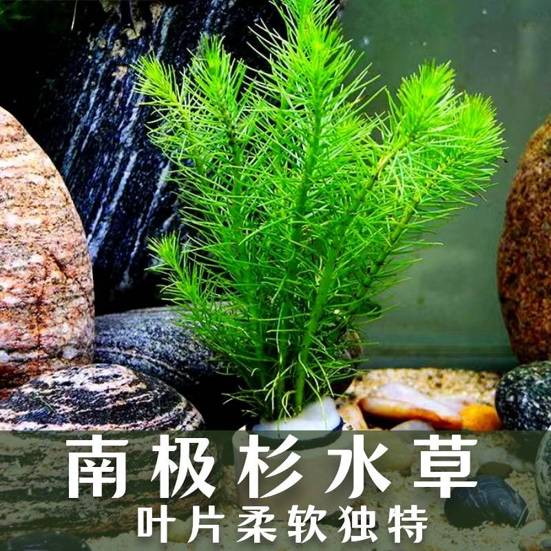 共度鱼缸：共度鱼缸的用户评价 鱼缸百科 第4张