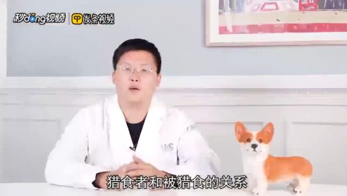 猪鼻龟一公一母可以混养吗视频：猪鼻龟一公一母可以混养吗