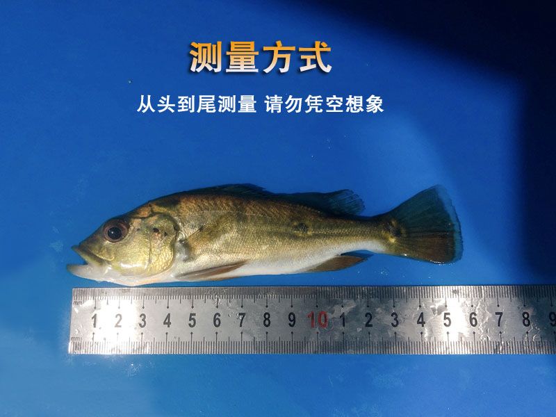 25cm金龙鱼喂几次：金龙鱼的喂食频率如何调整 水族问答 第1张