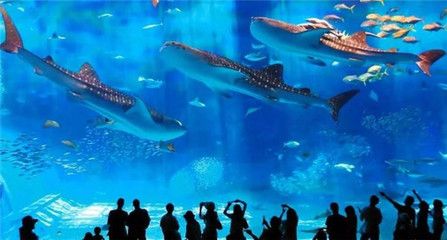 水族馆靠什么盈利：水族馆如何制定水族馆门票价格策略 水族馆百科（水族馆加盟） 第5张