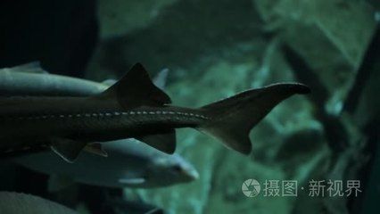 水族馆的鱼的种类：水族馆中常见的鱼类种类