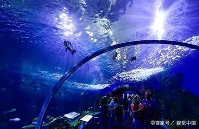 水族馆的鱼的种类：水族馆中常见的鱼类种类