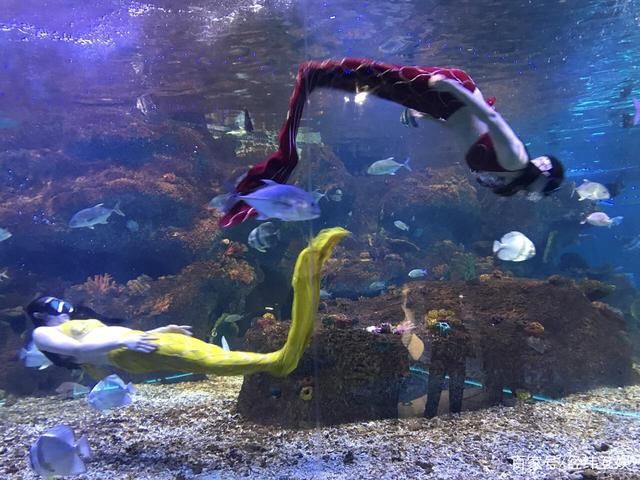 水族馆的鱼的种类：水族馆中常见的鱼类种类