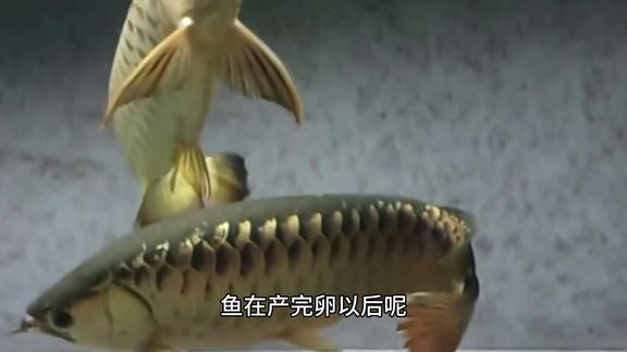 25公分红龙鱼一天吃多少：红龙鱼一天吃几粒饲料？ 水族问答 第2张