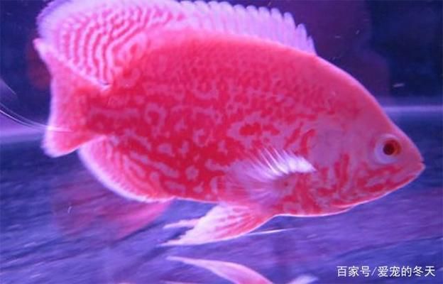 25公分金龙鱼多少钱：25公分的金龙鱼的价格问题 水族问答 第1张