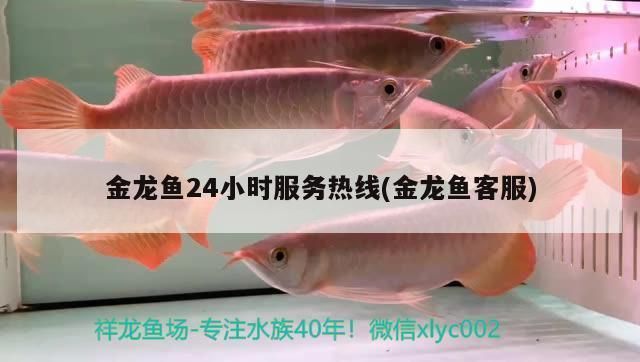 蓝天鱼缸批发市场：蓝天水族批发市场