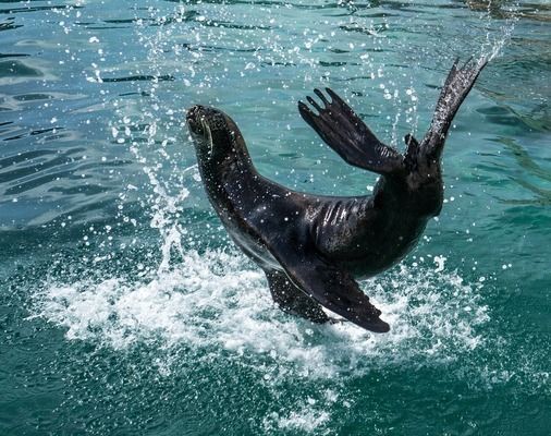 江门水族批发市场：江门最大的海鲜批发市场在哪里