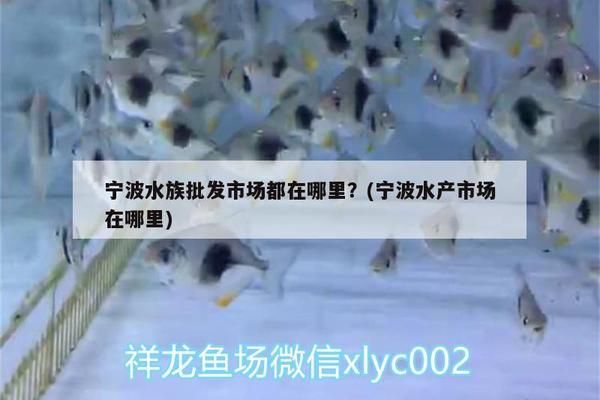 宁波水族批发市场：宁波市宁波水族批发市场 全国观赏鱼市场 第4张