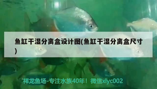 金龙鱼温度多少度合适：金龙鱼水质管理技巧金龙鱼换水频率指南,金龙鱼换水频率指南 龙鱼百科 第2张