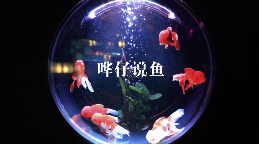 开个水族馆怎么样赚钱呢知乎：水族馆特色纪念品设计案例,亲子水族活动案例 水族馆百科（水族馆加盟） 第4张