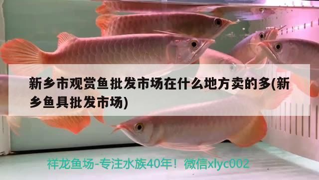 黄冈观赏鱼批发市场：黄冈水族批发市场在哪里有卖 全国观赏鱼市场 第5张