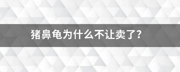 猪鼻龟为什么不卖了：猪鼻龟为什么不让卖 猪鼻龟百科 第6张