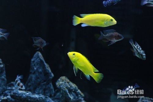 祥龙水族滤材与进口品牌的比较：祥龙水族滤材与进口品牌的优劣 水族馆百科（水族馆加盟） 第2张