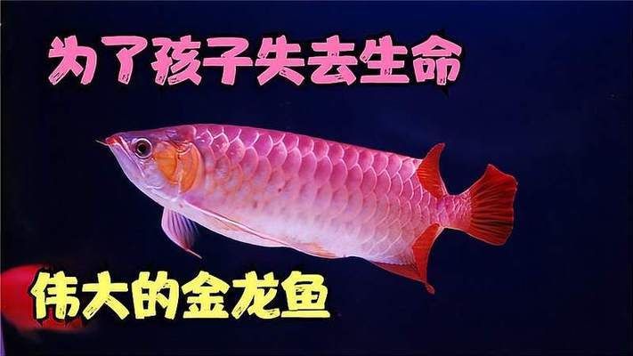 金龙鱼纪录片