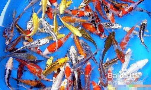 40cm龙鱼一天吃多少食物正常：40厘米的龙鱼一天需要吃多少食物？ 水族问答 第1张