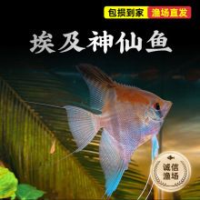 泰州观赏鱼批发市场：泰州市水族批发市场 全国观赏鱼市场 第9张