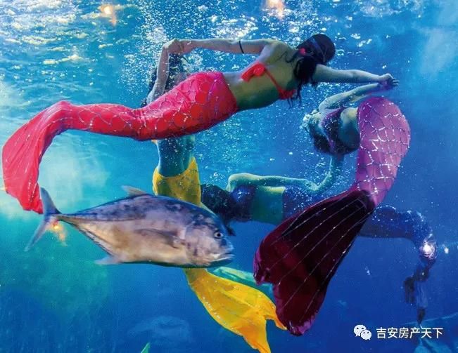 吉安水族馆：吉安市水族馆 全国观赏鱼市场 第1张