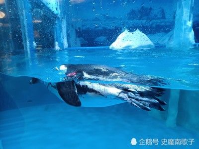 吉安水族馆：吉安市水族馆 全国观赏鱼市场 第2张