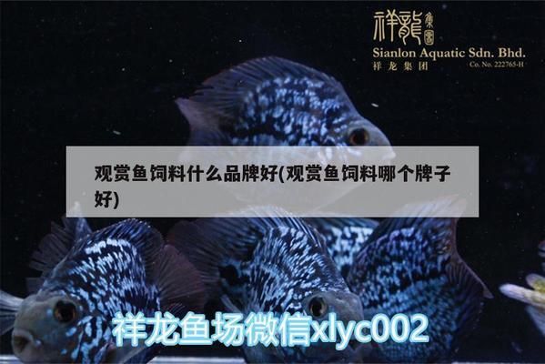 厦门水族批发市场：厦门哪里有水族市场 全国观赏鱼市场 第11张