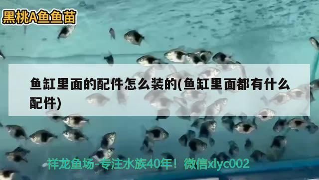 开个水族馆卖观赏鱼挣钱吗现在：开一个水族馆卖观赏鱼是否挣钱 水族馆百科（水族馆加盟） 第3张