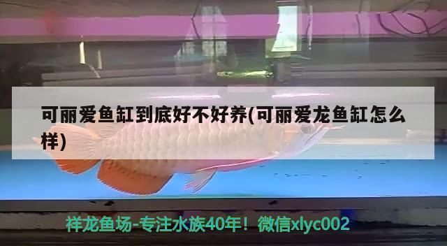 可丽爱鱼缸能用几年：可丽爱鱼缸使用寿命受多因素如材料质量、水质管理、维护频率等影响 鱼缸百科 第3张