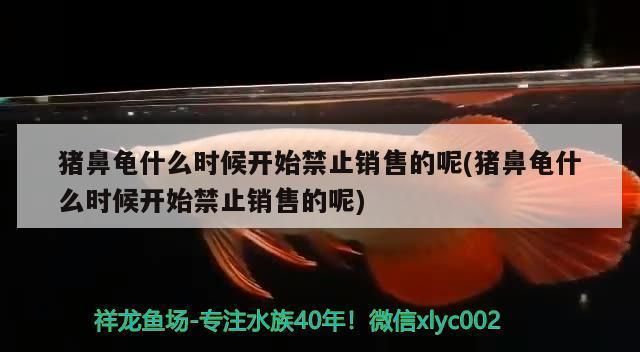 猪鼻龟从什么时候起算保护动物：猪鼻龟国际贸易现状如何解读猪鼻龟国际贸易现状如何 猪鼻龟百科 第7张