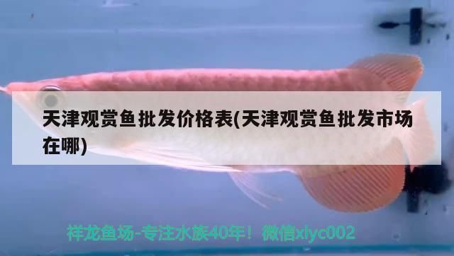 固原观赏鱼批发市场：固原观赏鱼批发市场交通指南 全国观赏鱼市场 第1张