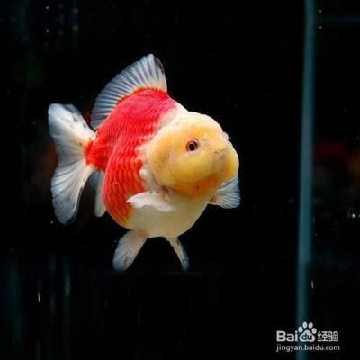 元宝凤凰鱼养殖方法：元宝凤凰鱼养殖方法包括选择合适的水族箱 元宝凤凰鱼百科 第5张