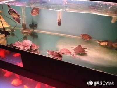 猪鼻龟饲养环境图片：猪鼻龟是淡水龟还是淡水龟 猪鼻龟百科 第1张