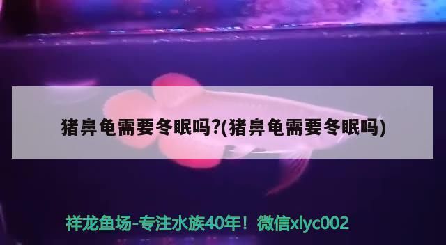 猪鼻龟温度多少合适冬眠：猪鼻龟不需要冬眠吗， 猪鼻龟百科 第6张