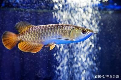 大小龙鱼混养注意事项：大小龙鱼混养的注意事项 水族问答 第2张