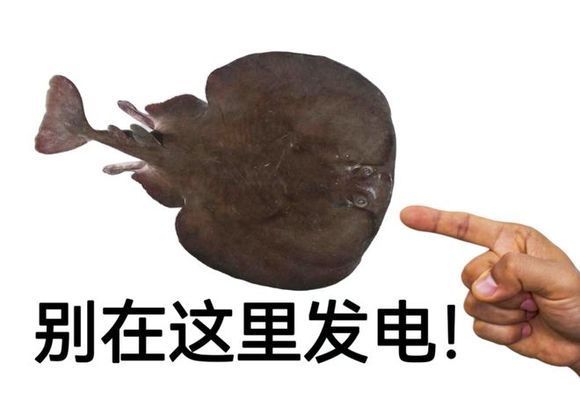 大型龙鱼：大型龙鱼的特征、饲养环境要求以及日常护理方法 水族问答 第1张