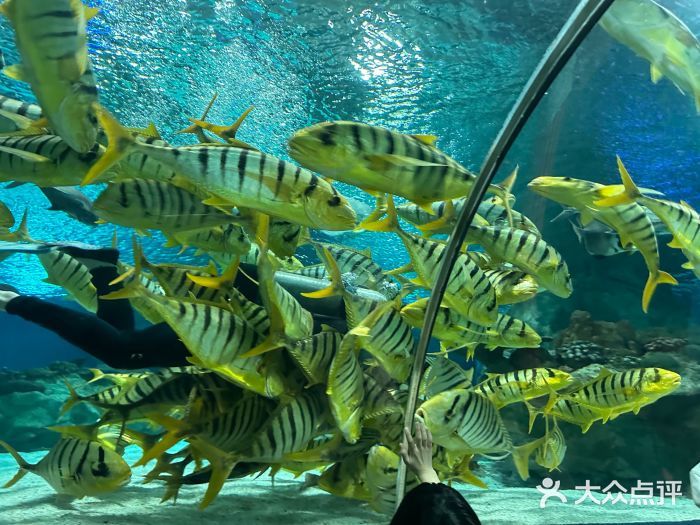 水族馆开业广告宣传语：亲子游水族馆特色展览介绍：亲子游水族馆优惠票价信息 水族馆百科（水族馆加盟） 第5张