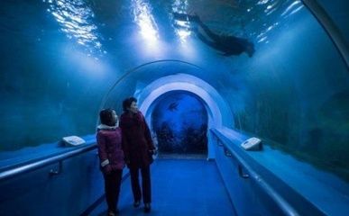 水族馆发展现状分析：水族馆发展现状分析与趋势预测 水族馆百科（水族馆加盟） 第4张