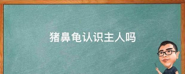 猪鼻龟认识主人吗视频播放在线观看：猪鼻龟怎么认识主人 猪鼻龟百科 第6张