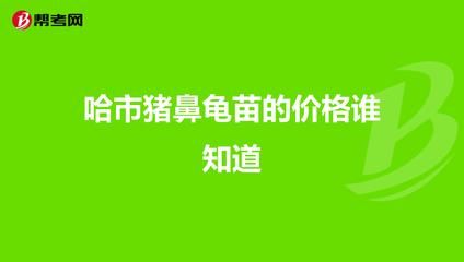 猪鼻龟苗多少钱一只：养殖猪鼻龟苗需要考虑哪些因素 猪鼻龟百科 第2张