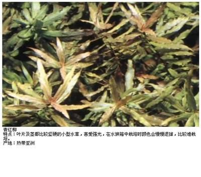 带有龙鱼的成语有哪些：“龙鱼”这个成语可以用来形容一个人的能力或技艺非凡 水族问答 第2张